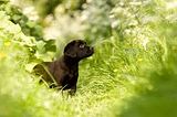 ChocolateLab.jpg image by Oceansdog